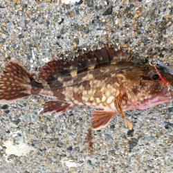 夕マヅメライトゲーム